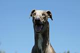 GREYHOUND 061